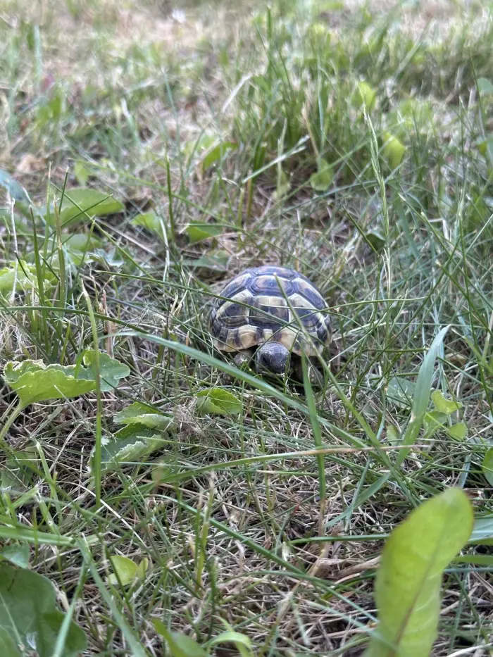 In Leonberg gefundene kleine Landschildkr&ouml;te