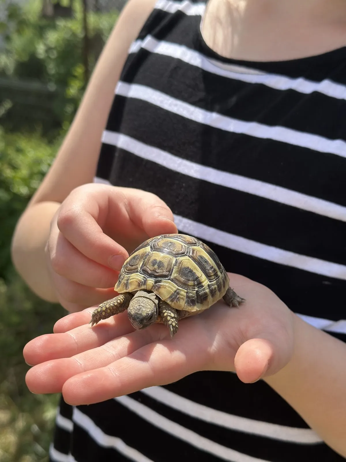 Kleine gerettete Schildkröte wird vorsichtig in den Händen gehalten